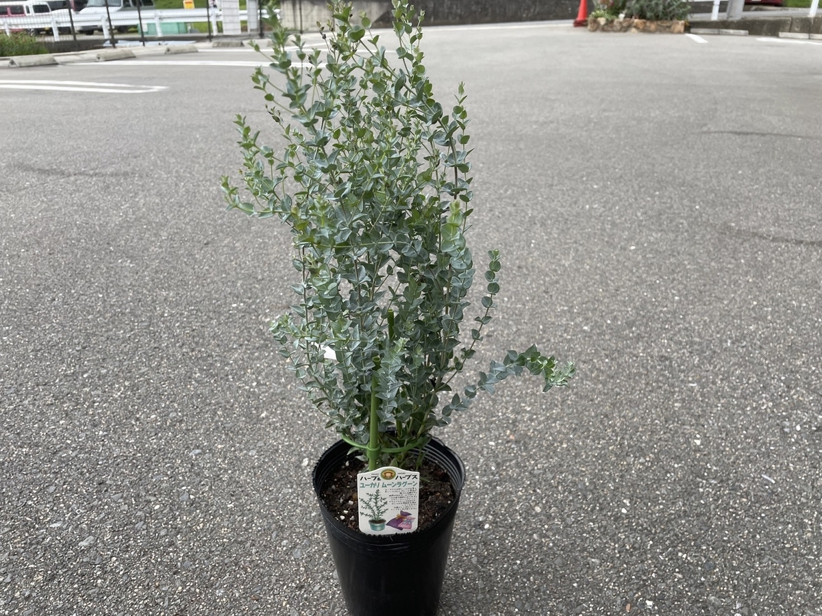 おすすめ植物～7月18日！ユーカリ3種類入荷♪ ユーカリシレネア 