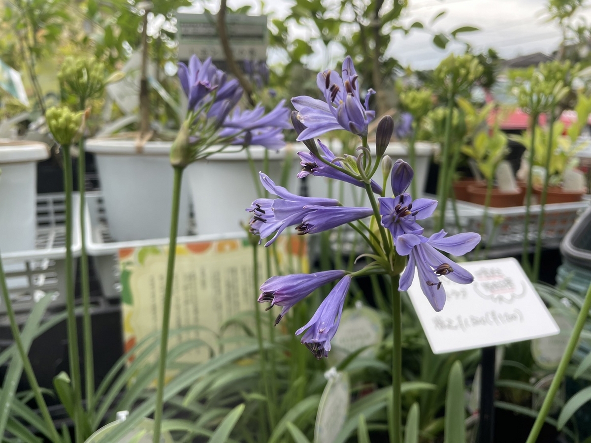 おすすめ植物～7月19日！ 四季咲きアガパンサスサマーラブ！！(*^_