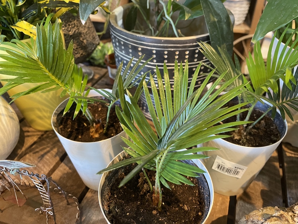 おすすめ植物〜7月22日！ 夏の観葉植物！ #観葉植物 #観葉植物のある
