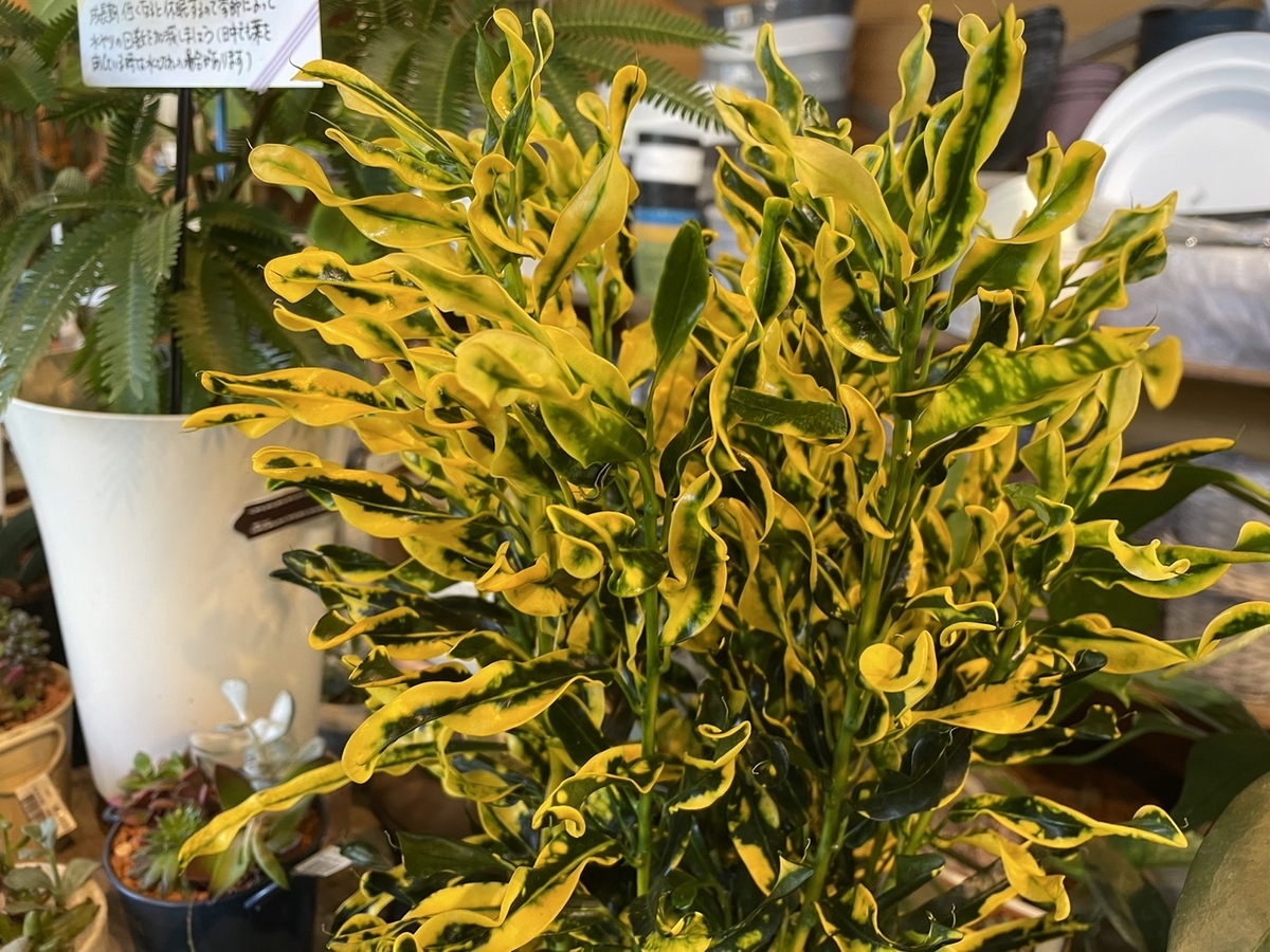 観葉植物　7点まとめて おすすめ植物〜7月22日！ 夏の観葉植物！ #観葉植物 #観葉植物のある