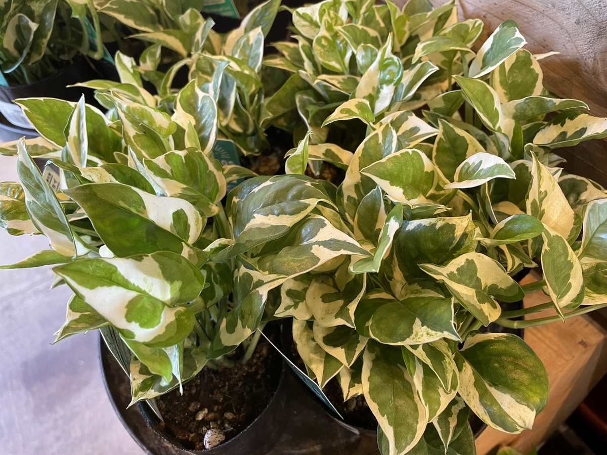 おすすめ植物〜7月22日！ 夏の観葉植物！ #観葉植物 #観葉植物のある