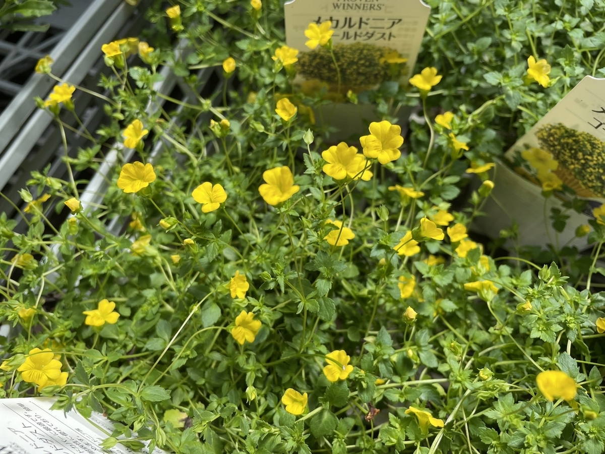 メカルドニア ゴールドダスト 3.5号ポット苗 寄せ植え 花壇