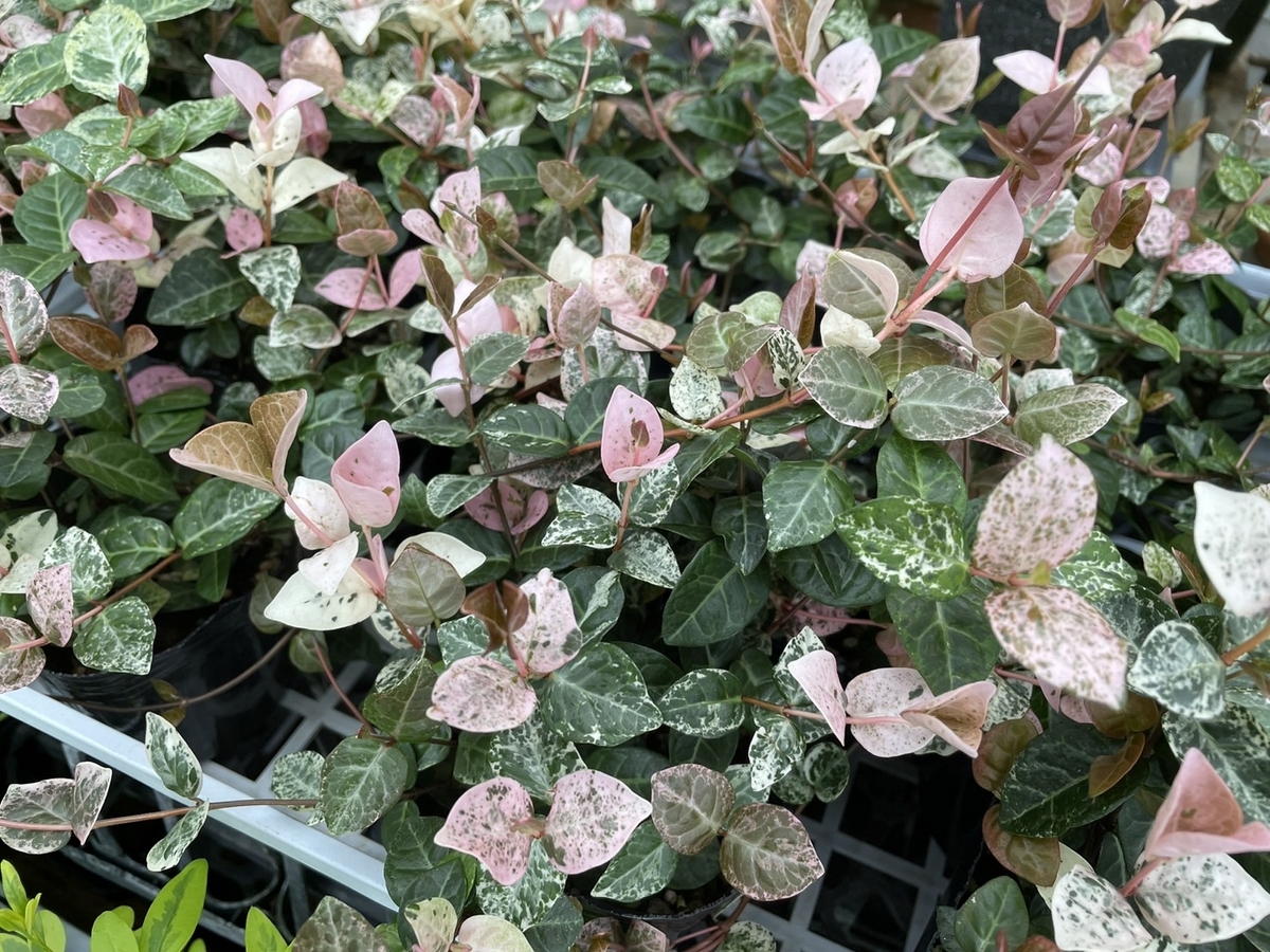 ハツユキカズラ 3号ポット苗 カラーリーフ ピンク 寄せ植え 花壇