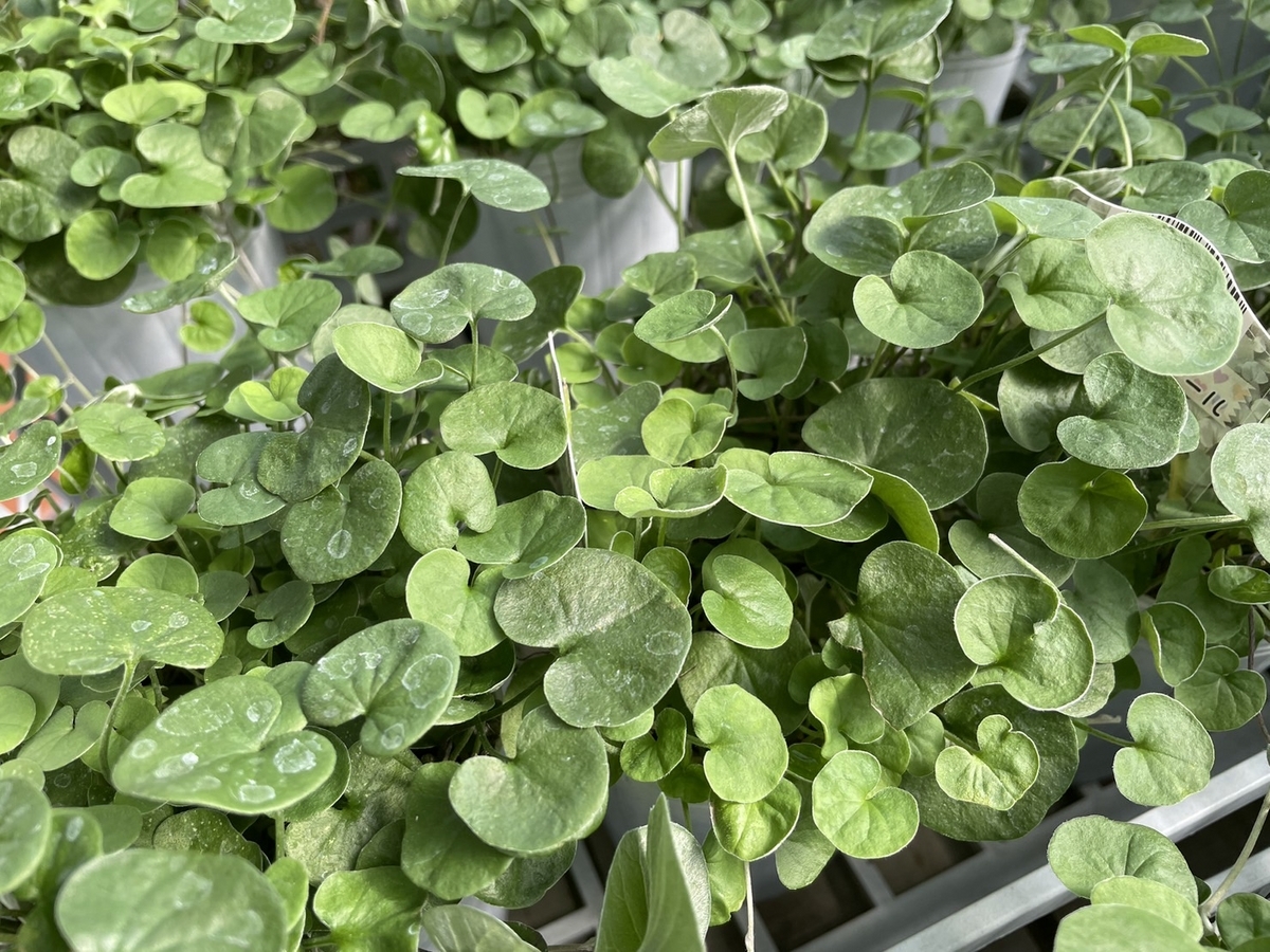 ディコンドラ エメラルドフォールズ 3〜3.5号ポット苗 ダイコンドラ 寄せ植え 花壇 鉢植え お洒落 おしゃれ 可愛い 観葉植物 苗 グランドカバー カラーリーフ
