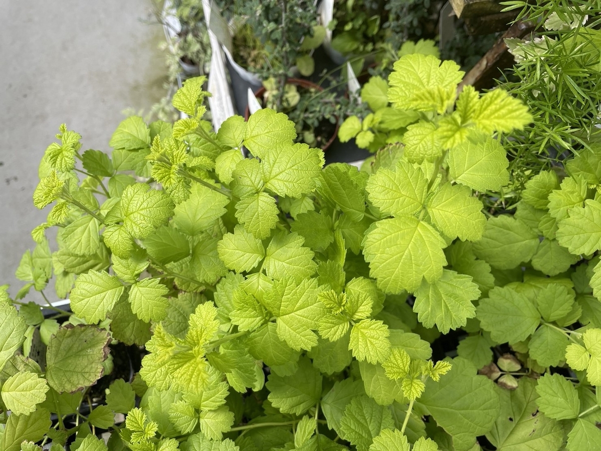  ルブス サンシャインスプレンダー 2.5〜3号ポット苗 寄せ植え 花壇 鉢植え お洒落 おしゃれ 可愛い かわいい 苗 グランドカバー カラーリーフ｜gp-yamacho｜01 ルブス サンシャインスプレンダー 2.5〜3号ポット苗 寄せ植え 花壇 鉢植え お洒落 おしゃれ 可愛い かわいい 苗 グランドカバー カラーリーフ｜gp-yamacho｜02 ルブス サンシャインスプレンダー 2.5〜3号ポット苗 寄せ植え 花壇 鉢植え お洒落 おしゃれ 可愛い かわいい 苗 グランドカバー カラーリーフ｜gp-yamacho｜03 ルブス サンシャインスプレンダー 2.5〜3号ポット苗 寄せ植え 花壇 鉢植え お洒落 おしゃれ 可愛い かわいい 苗 グランドカバー カラーリーフ｜gp-yamacho｜04 ルブス サンシャインスプレンダー 2.5〜3号ポット苗 寄せ植え 花壇 鉢植え お洒落 おしゃれ 可愛い かわいい 苗 グランドカバー カラーリーフ｜gp-yamacho｜05     商品情報 ルブス サンシャインスプレンダー 2.5〜3号ポット苗 寄せ植え 花壇 鉢植え お洒落 おしゃれ 可愛い かわいい 苗 グランドカバー カラーリーフ  「ルブス・サンシャインスプレンダー」は、ナワシロイチゴの黄金葉（オーレア）品種で、ライム色のカラーリーフが大変美しい植物です♪ 春から鮮やかな葉色で芽吹き、先端部にピンクのお花を咲かせます。 伸びながら広がるように生育し、夏や秋も葉色が美しく、観賞期間がとても長いです。 ツルが這うように伸び、グランドカバーやハンギングの寄せ植えのアクセントとして最適です。  ※生き物につき、状態は日々変化します。 2.5号（直径7.5cm）〜3号（直径9cm) ビニールポット植えです。 ※写真はイメージです。お届け時の生育状況には個体差があります。写真と異なることがありますので、ご了承ください。 ※実店舗でも併売しています。在庫切れの際はご了承ください。  ルブス サンシャインスプレンダー 2.5〜3号ポット苗 寄せ植え 花壇 鉢植え お洒落 おしゃれ 可愛い かわいい 苗 グランドカバー カラーリーフ