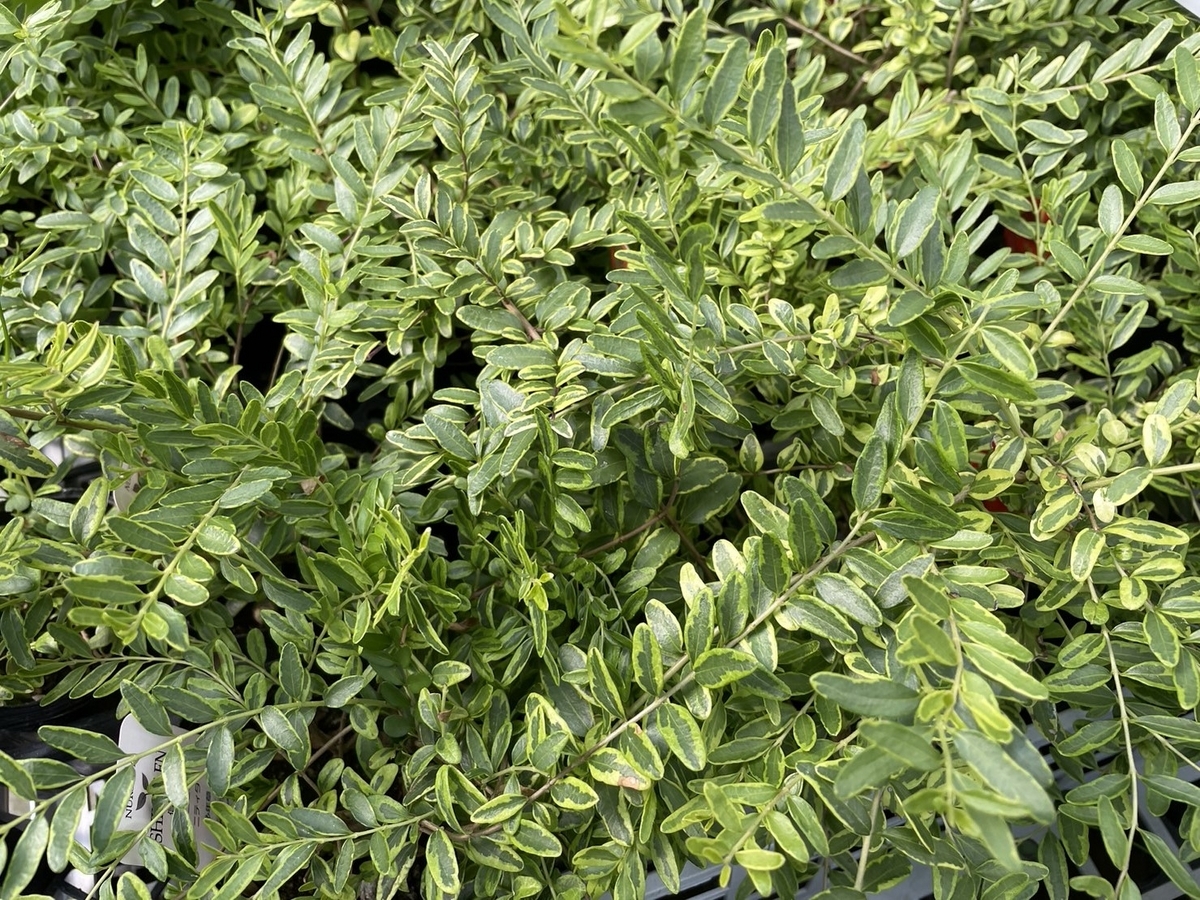 ロニセラ レモンビューティー 2.5号ポット苗 カラーリーフ 寄せ植え 花壇