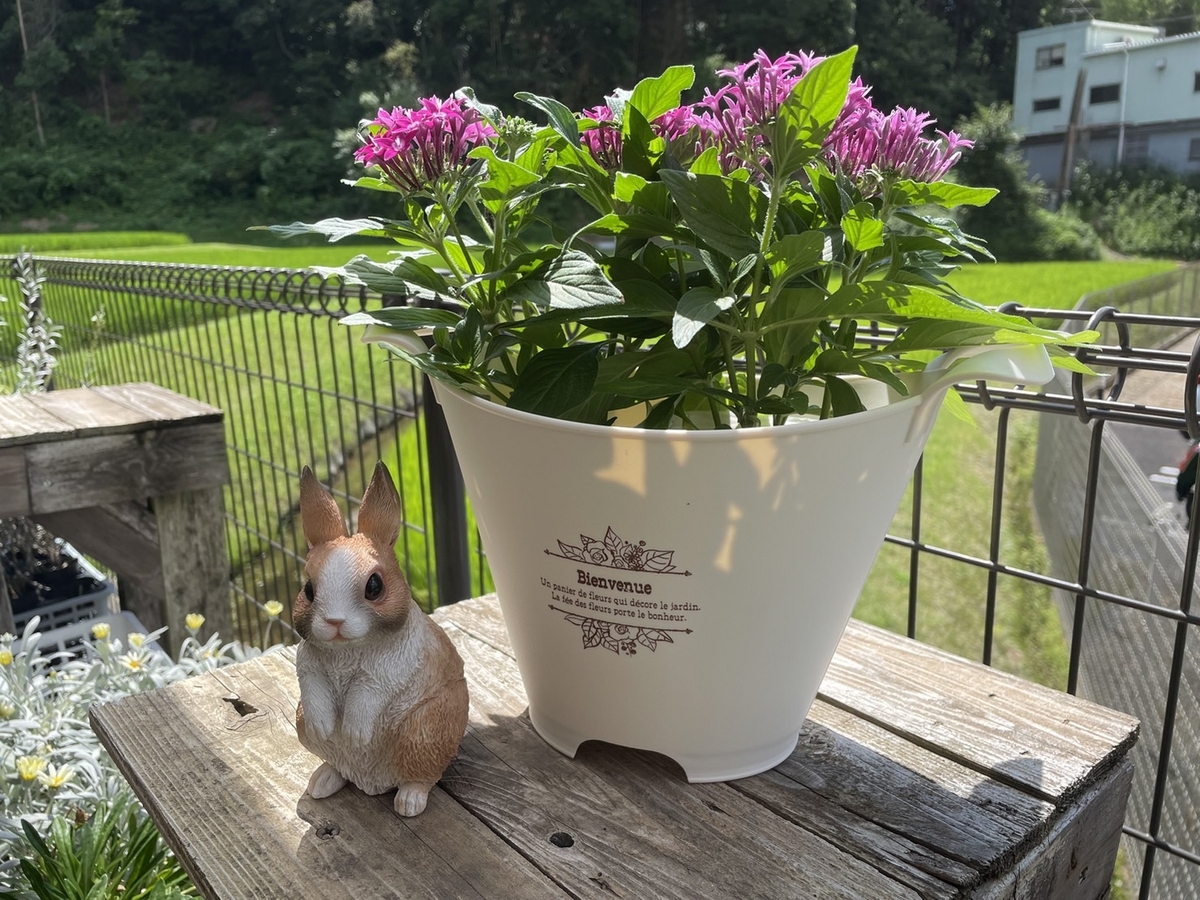  ペンタス ピンク 3〜3.5号ポット苗 寄せ植え 鉢植え 花壇 お洒落 おしゃれ 可愛い かわいい 春の花 夏の花 秋の花 花 苗 初心者｜gp-yamacho｜01 ペンタス ピンク 3〜3.5号ポット苗 寄せ植え 鉢植え 花壇 お洒落 おしゃれ 可愛い かわいい 春の花 夏の花 秋の花 花 苗 初心者｜gp-yamacho｜02 ペンタス ピンク 3〜3.5号ポット苗 寄せ植え 鉢植え 花壇 お洒落 おしゃれ 可愛い かわいい 春の花 夏の花 秋の花 花 苗 初心者｜gp-yamacho｜03 ペンタス ピンク 3〜3.5号ポット苗 寄せ植え 鉢植え 花壇 お洒落 おしゃれ 可愛い かわいい 春の花 夏の花 秋の花 花 苗 初心者｜gp-yamacho｜04 ペンタス ピンク 3〜3.5号ポット苗 寄せ植え 鉢植え 花壇 お洒落 おしゃれ 可愛い かわいい 春の花 夏の花 秋の花 花 苗 初心者｜gp-yamacho｜05     商品情報 ペンタス ピンク 3〜3.5号ポット苗 寄せ植え 鉢植え 花壇 お洒落 おしゃれ 可愛い かわいい 春の花 夏の花 秋の花 花 苗 初心者  暑さに強く、春から秋まで長く次々と咲きます。 丈夫で育てやすく花期が長いので花壇や寄せ植えにピッタリです。  ※生き物につき、状態は日々変化します。 ※ご注文時期によっては、花やツボミ・実が無い状態・宿根草や落葉樹の場合は冬期、落葉後や地上部の無い状態での出荷となる場合がございます。予めご了承ください。 3号(直径9cm)〜3.5号（直径10.5cm)ビニールポット植えです。 ※写真はイメージです。お届け時の生育状況には個体差があります。写真と異なることがありますので、ご了承ください。 ※実店舗でも併売しています。在庫切れの際はご了承ください。  ペンタス ピンク 3〜3.5号ポット苗 寄せ植え 鉢植え 花壇 お洒落 おしゃれ 可愛い かわいい 春の花 夏の花 秋の花 花 苗 初心者