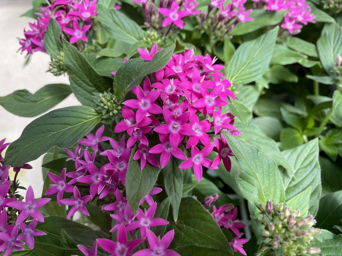 ペンタス バイオレット　 3〜3.5号ポット苗 寄せ植え 鉢植え 花壇 お洒落 おしゃれ 可愛い かわいい 春の花 夏の花 秋の花 花 苗 初心者