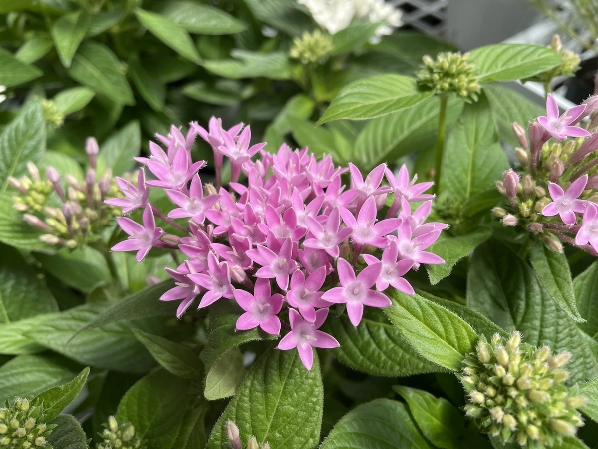 ペンタス ライラック 3〜3.5号ポット苗 寄せ植え 鉢植え 花壇 お洒落 おしゃれ 可愛い かわいい 春の花 夏の花 秋の花 花 苗 初心者