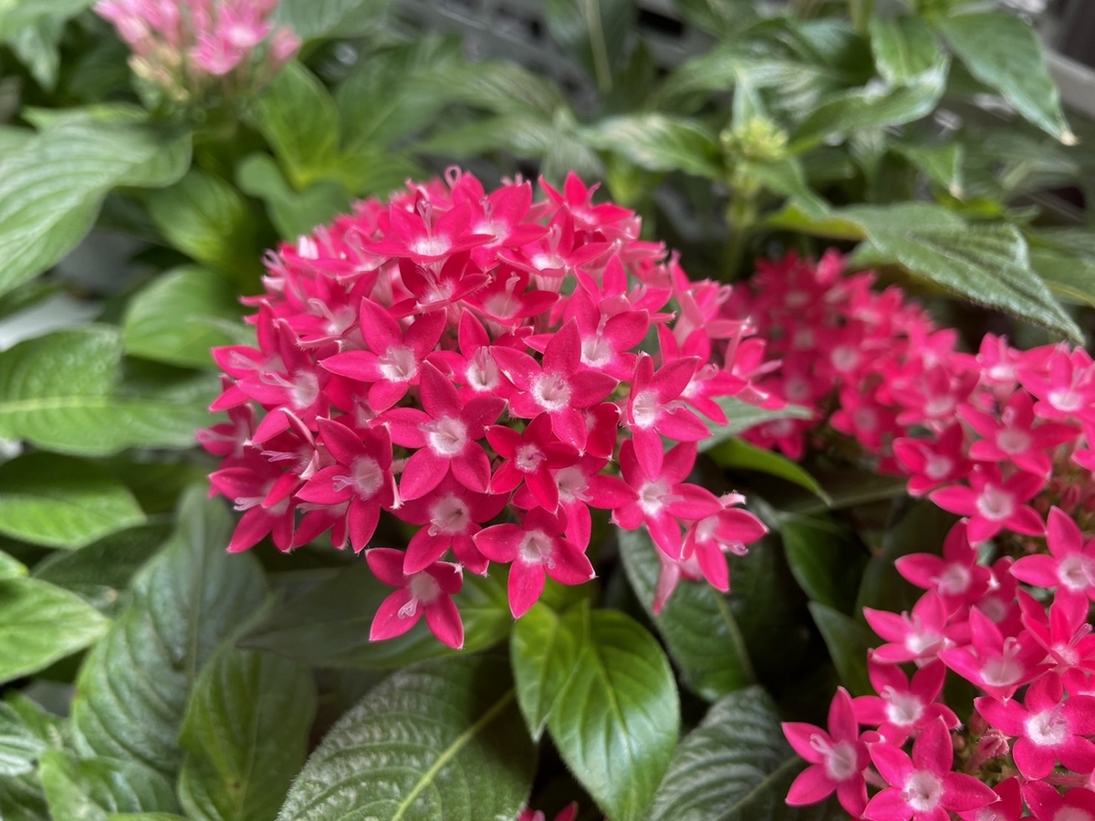 ペンタス レッド 3〜3.5号ポット苗 寄せ植え 鉢植え 花壇 お洒落 おしゃれ 可愛い かわいい 春の花 夏の花 秋の花 花 苗 初心者
