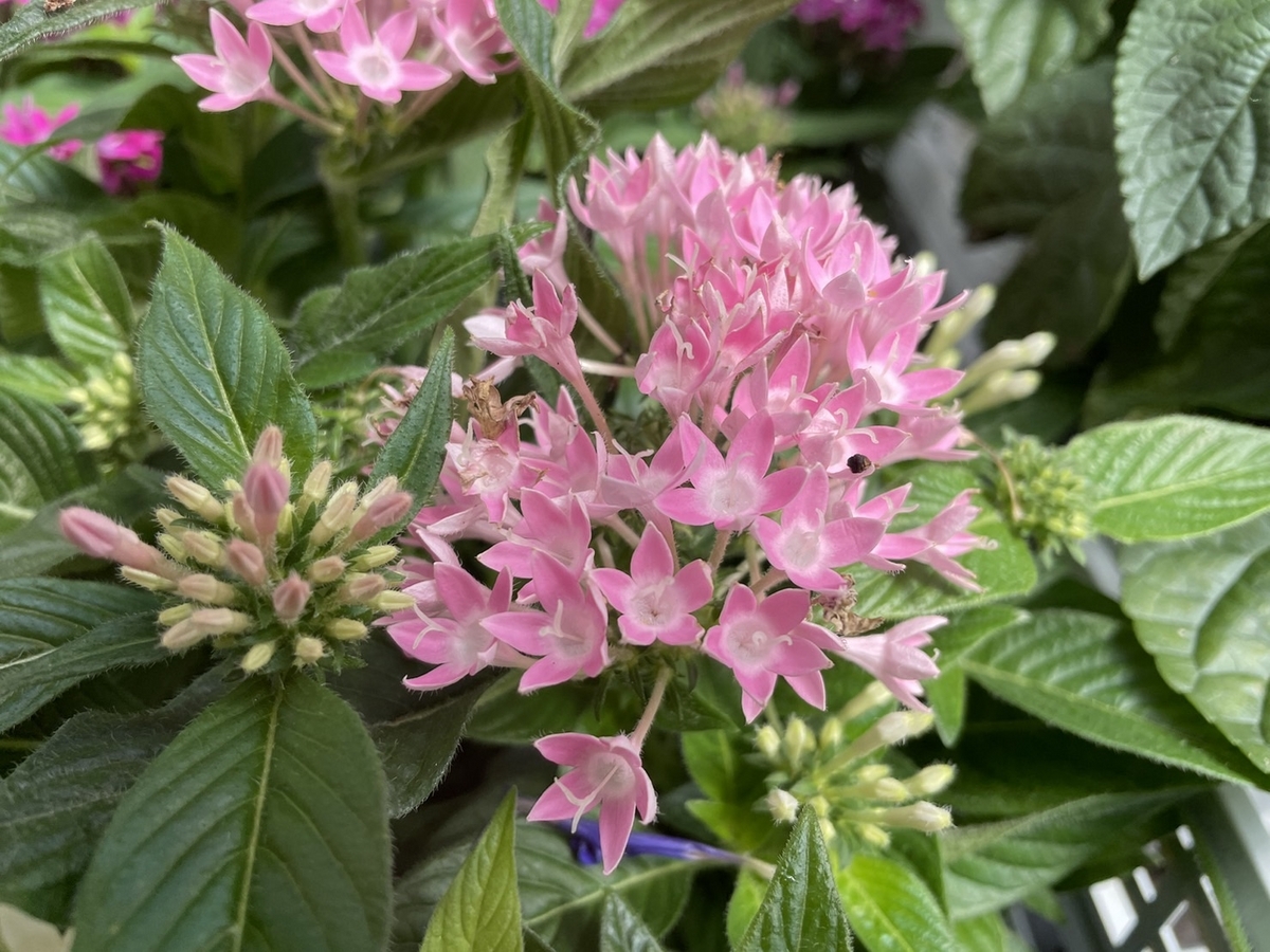 ペンタス ピンク 3〜3.5号ポット苗 寄せ植え 鉢植え 花壇 お洒落 おしゃれ 可愛い かわいい 春の花 夏の花 秋の花 花 苗 初心者