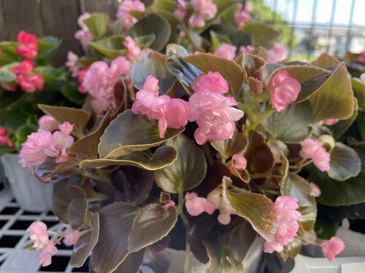おすすめ植物！ 7月29日♪ 夏におすすめのピンクの花特集♪!(^^)! #夏