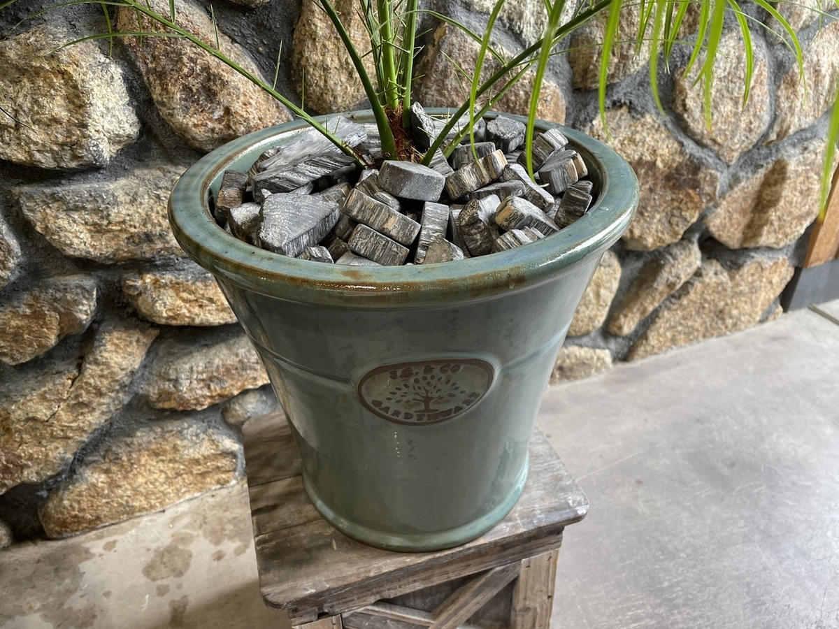 フェニックスロベレニー　植え替え　ヤシ　植え替
