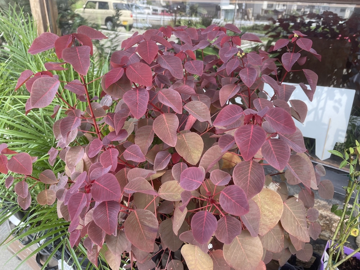 おすすめ植物〜8月21日！#庭木 #寄せ植え #garden #ガーデニング #園芸