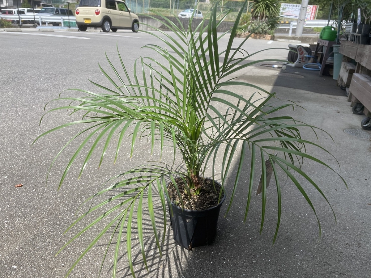 おすすめ植物〜8月21日！#庭木 #寄せ植え #garden #ガーデニング #園芸