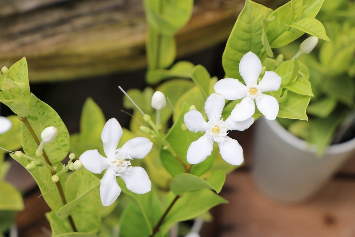 斑入り セイロンランティア メロンレモン 3.5号鉢 寄せ植え 鉢植え 花壇 お洒落 可愛い 熱帯花木 花木 常緑樹 夏の花 秋の花 花 苗 初心者 希少種 カラーリーフ