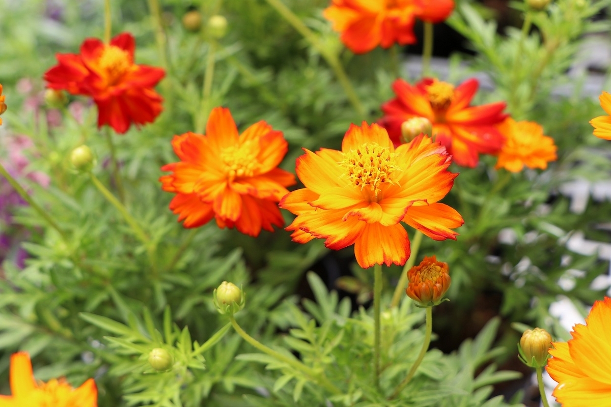 黄花コスモス イエロー 3.5号ポット苗 寄せ植え 花壇 お洒落 おしゃれ 可愛い かわいい 夏の花 秋の花 花 苗 初心者｜gp-yamacho｜01 黄花コスモス イエロー 3.5号ポット苗 寄せ植え 花壇 お洒落 おしゃれ 可愛い かわいい 夏の花 秋の花 花 苗 初心者｜gp-yamacho｜02 黄花コスモス イエロー 3.5号ポット苗 寄せ植え 花壇 お洒落 おしゃれ 可愛い かわいい 夏の花 秋の花 花 苗 初心者｜gp-yamacho｜03 黄花コスモス イエロー 3.5号ポット苗 寄せ植え 花壇 お洒落 おしゃれ 可愛い かわいい 夏の花 秋の花 花 苗 初心者｜gp-yamacho｜04 黄花コスモス イエロー 3.5号ポット苗 寄せ植え 花壇 お洒落 おしゃれ 可愛い かわいい 夏の花 秋の花 花 苗 初心者｜gp-yamacho｜05 黄花コスモス イエロー 3.5号ポット苗 寄せ植え 花壇 お洒落 おしゃれ 可愛い かわいい 夏の花 秋の花 花 苗 初心者｜gp-yamacho｜06     黄花コスモス イエロー 3.5号ポット苗 寄せ植え 花壇 お洒落 おしゃれ 可愛い かわいい 夏の花 秋の花 花 苗 初心者