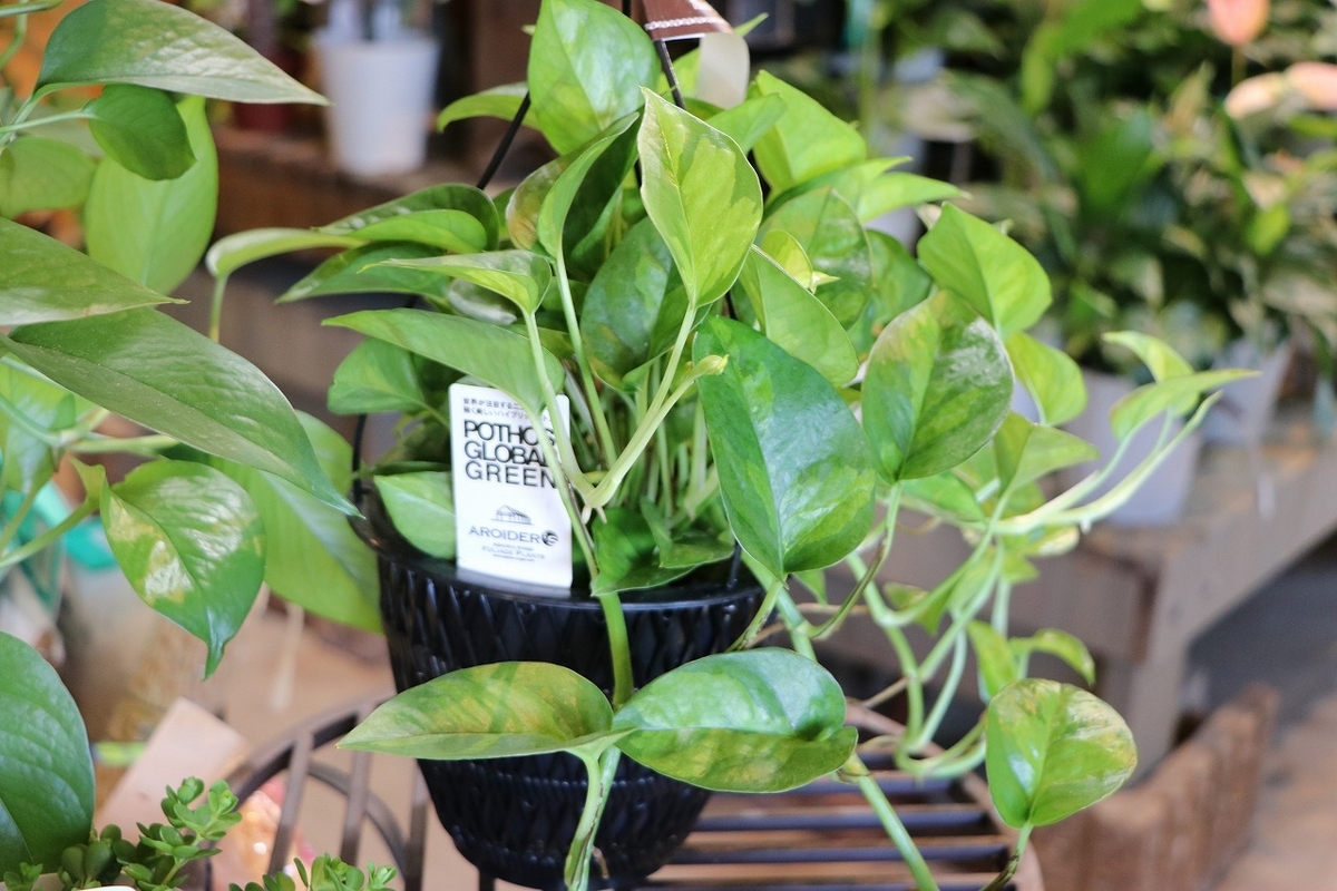 おすすめ植物〜8月30日！#観葉植物 #観葉植物のある暮らし #インテリア