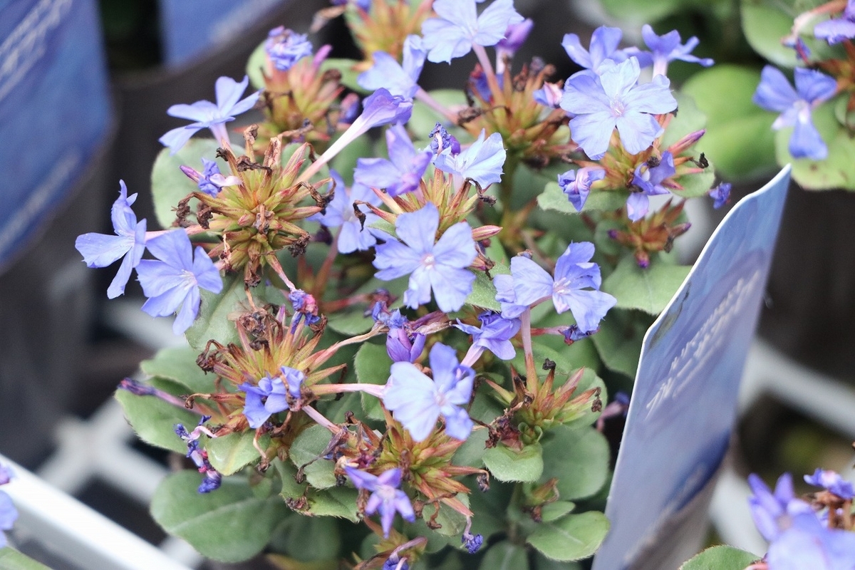 ルリマツリモドキ ブルーサファイア 3号ポット苗 寄せ植え 花壇