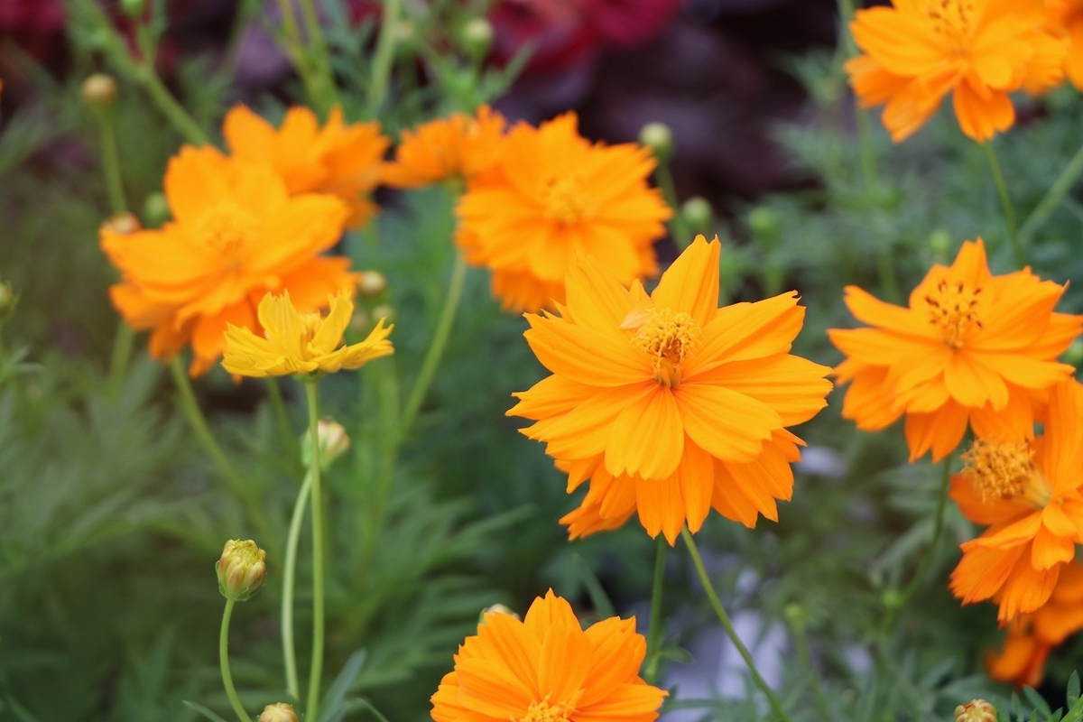 黄花コスモス オレンジ 3.5号ポット苗 寄せ植え 花壇 お洒落 おしゃれ 可愛い かわいい 夏の花 秋の花 花 苗 初心者