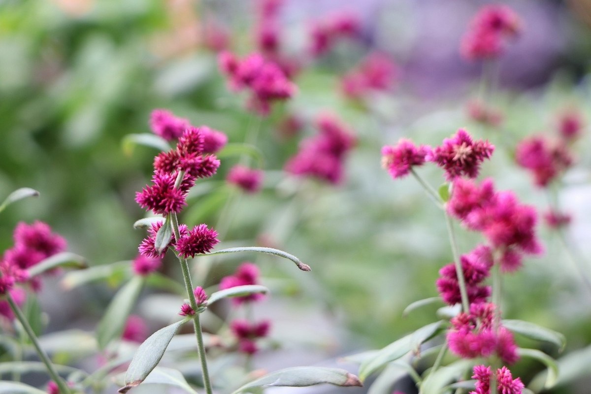 アルテルナンテラ 千紅花火 3号ポット苗 千日紅 寄せ植え 花壇