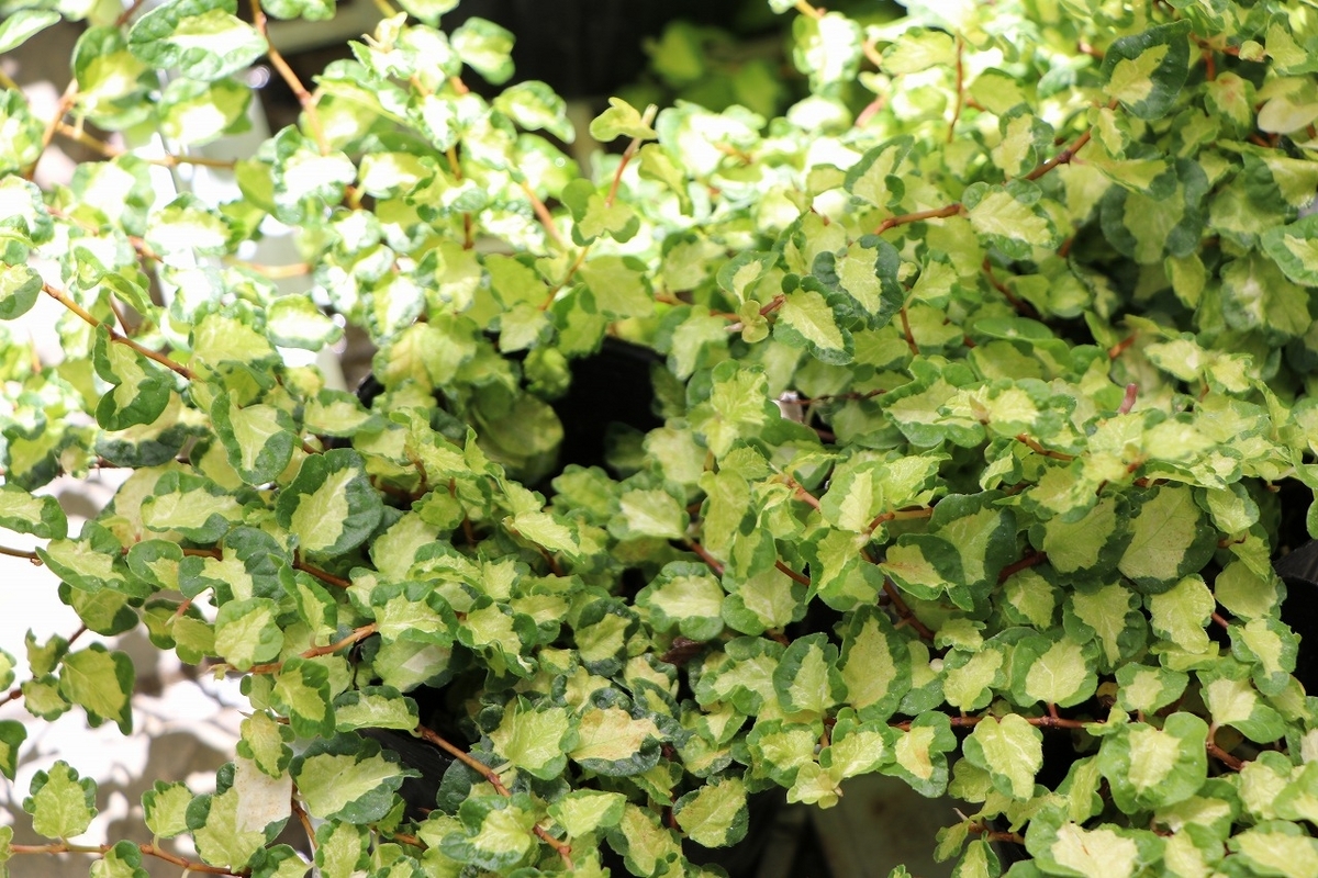 フィカス プミラ 月夜の光 3号ポット苗 観葉植物 カラーリーフ 寄せ植え 花壇