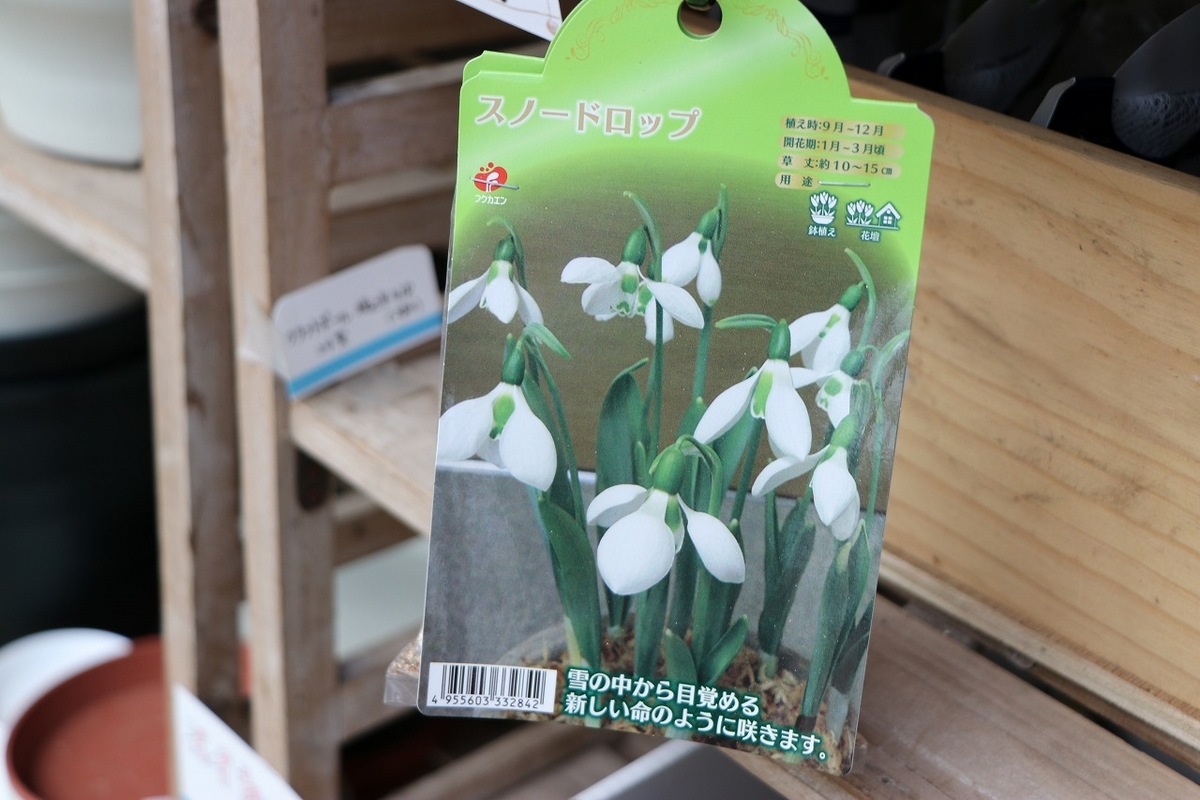 【球根】 スノードロップ 4球入 寄せ植え 花壇 鉢植え お洒落 おしゃれ 可愛い かわいい 可憐 冬の花 早春の花 春の花 花 初心者