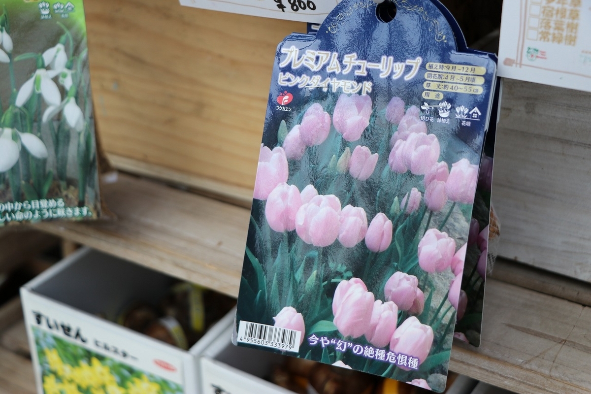 【球根】 一重咲きチューリップ シングルレイト咲き ピンクダイヤモンド 3球入