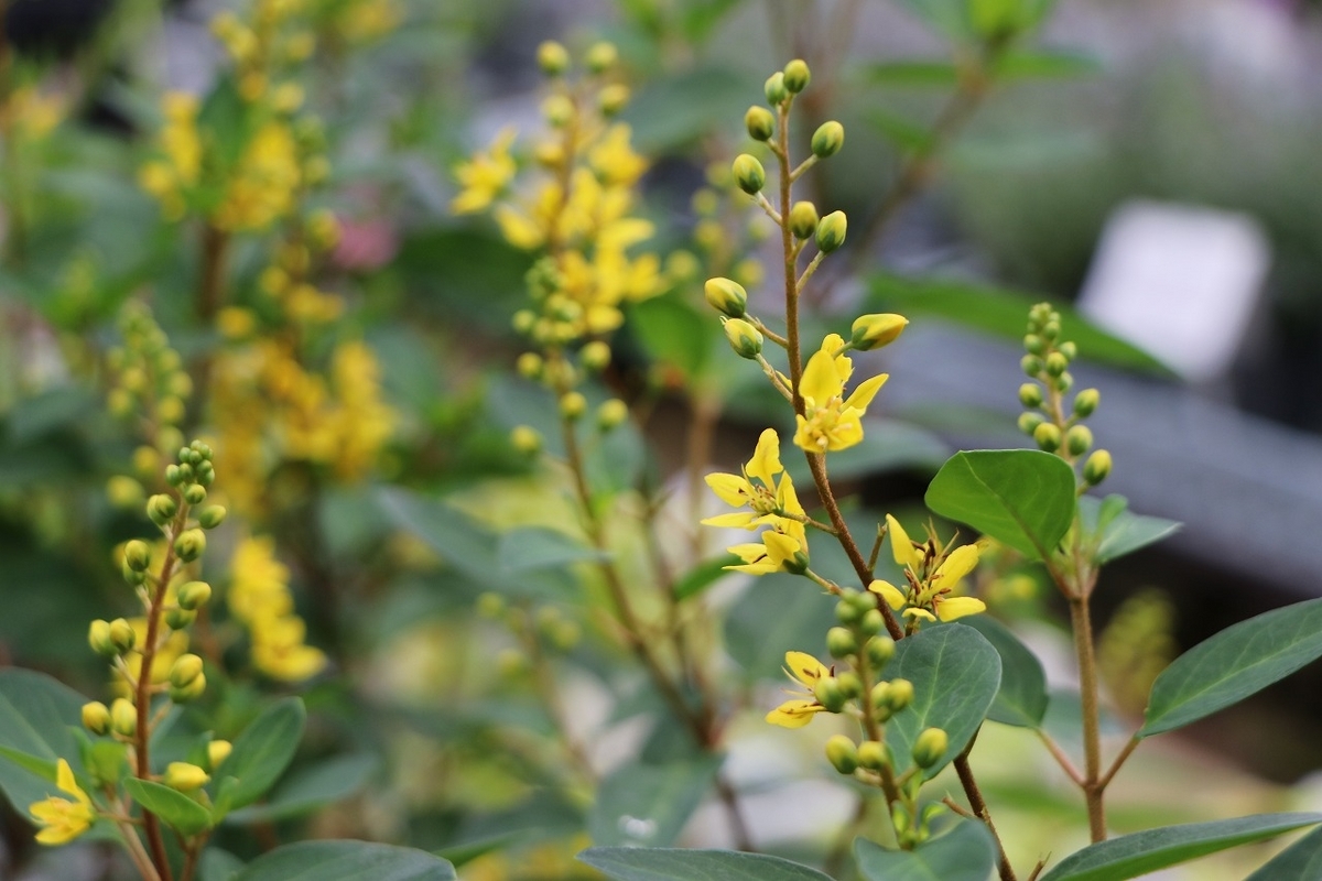コウシュンカズラ 3号ポット苗