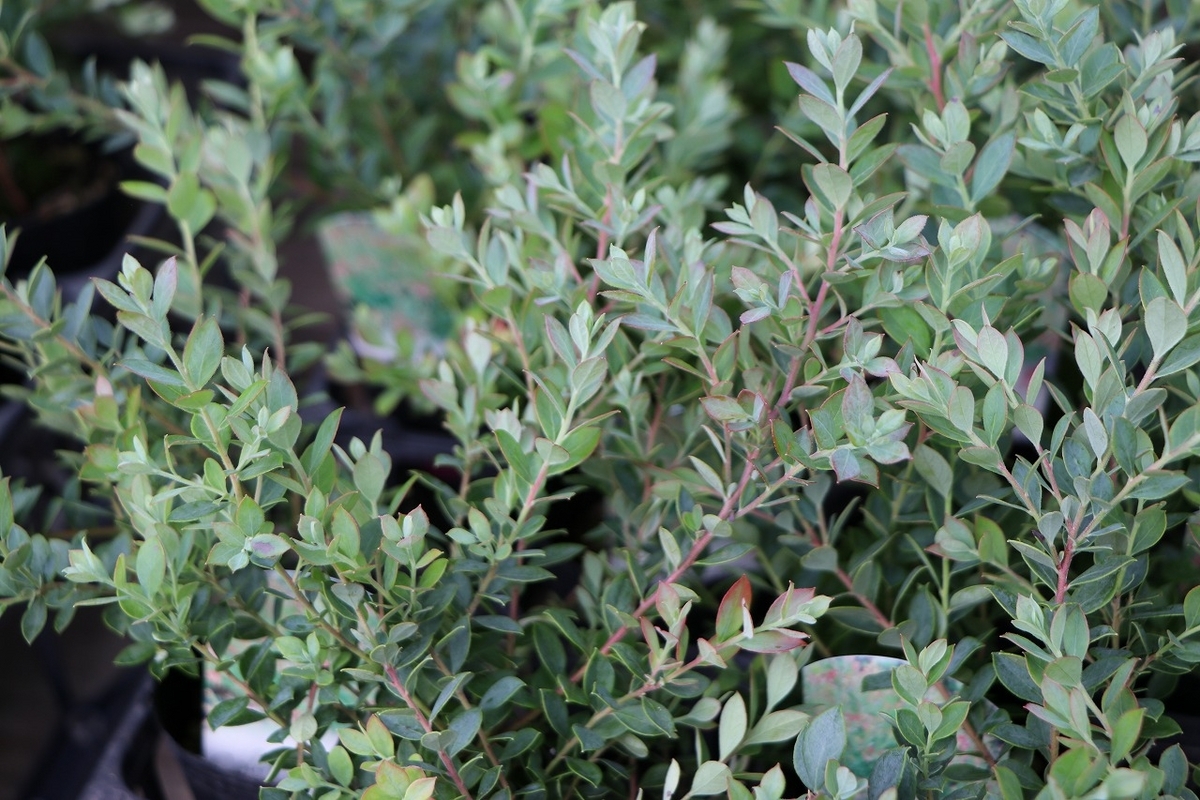 ネイティブブルーベリー プリティ 2.5〜3号ポット苗 ブルーベリー 寄せ植え 花壇 果樹 カラーリーフ