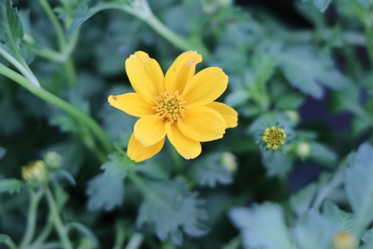 ビデンス ゴールデンエンパイア 3.5号ポット苗 寄せ植え 花壇