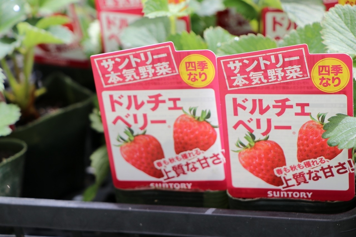 おすすめ植物〜9月23日！ サントリーのイチゴ苗が入荷しました～♪(*^_