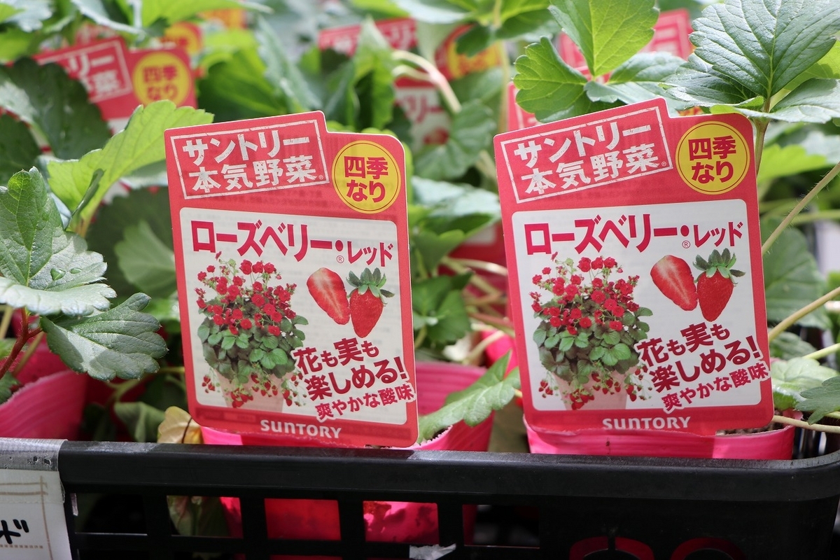 おすすめ植物〜9月23日！ サントリーのイチゴ苗が入荷しました～♪(*^_