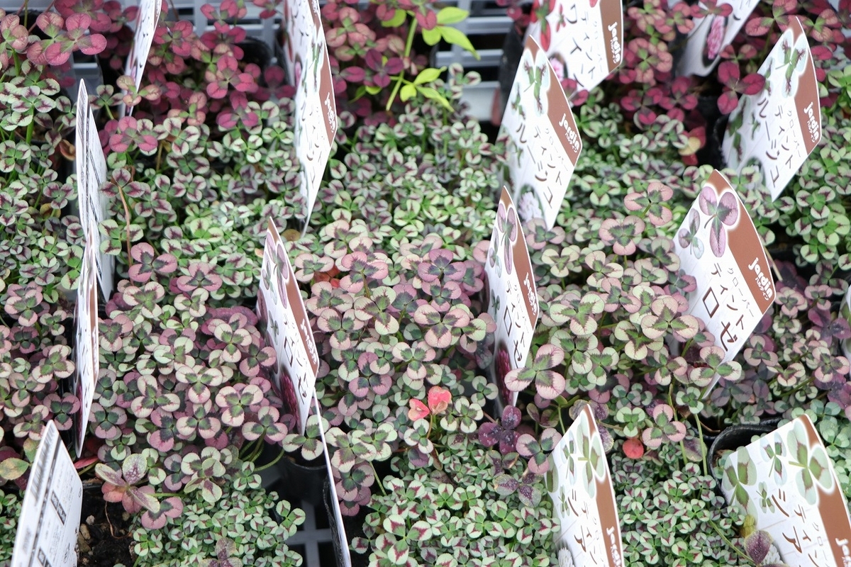 ハルディン クローバー ティント ロゼ 3号ポット苗 Jardin 寄せ植え 花壇 鉢植え お洒落 オシャレ 可愛い シック カラーリーフ 春の花 花 グランドカバー