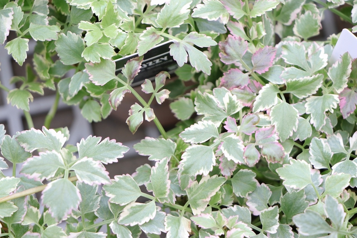 斑入り セリ フラミンゴ 2.5〜3号ポット苗 寄せ植え 花壇 鉢植え お洒落 おしゃれ 可愛い かわいい 苗 カラーリーフ グランドカバー