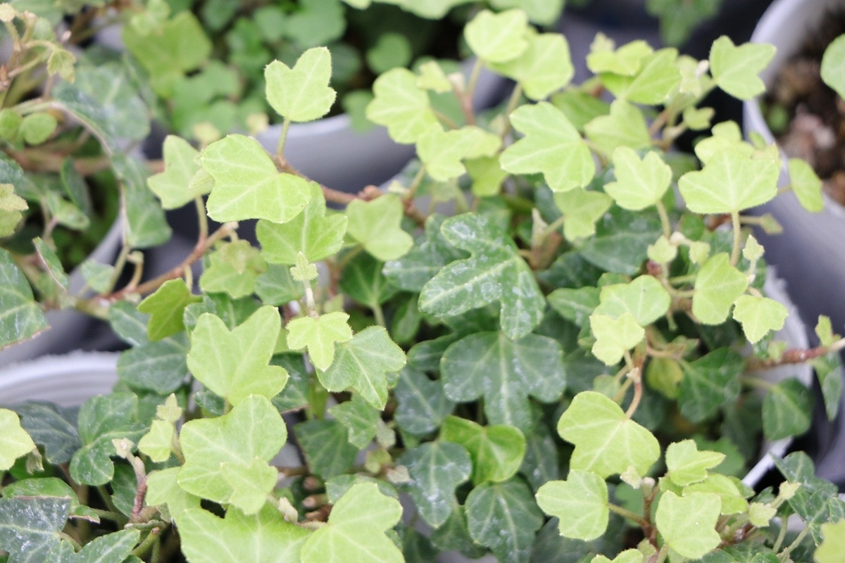アイビー ダックフット 2.5号ポット苗 アイビー ヘデラ 寄せ植え 花壇 鉢植え お洒落 オシャレ 可愛い カワイイ 強い 育てやすい カラーリーフ グランドカバー