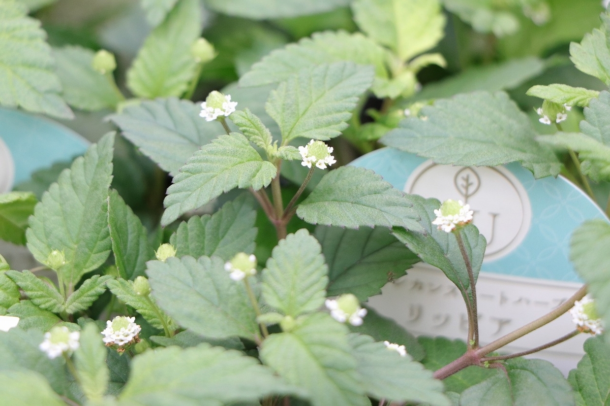 メキシカンスイートハーブ リッピア 2.5〜3号ポット苗 寄せ植え 花壇