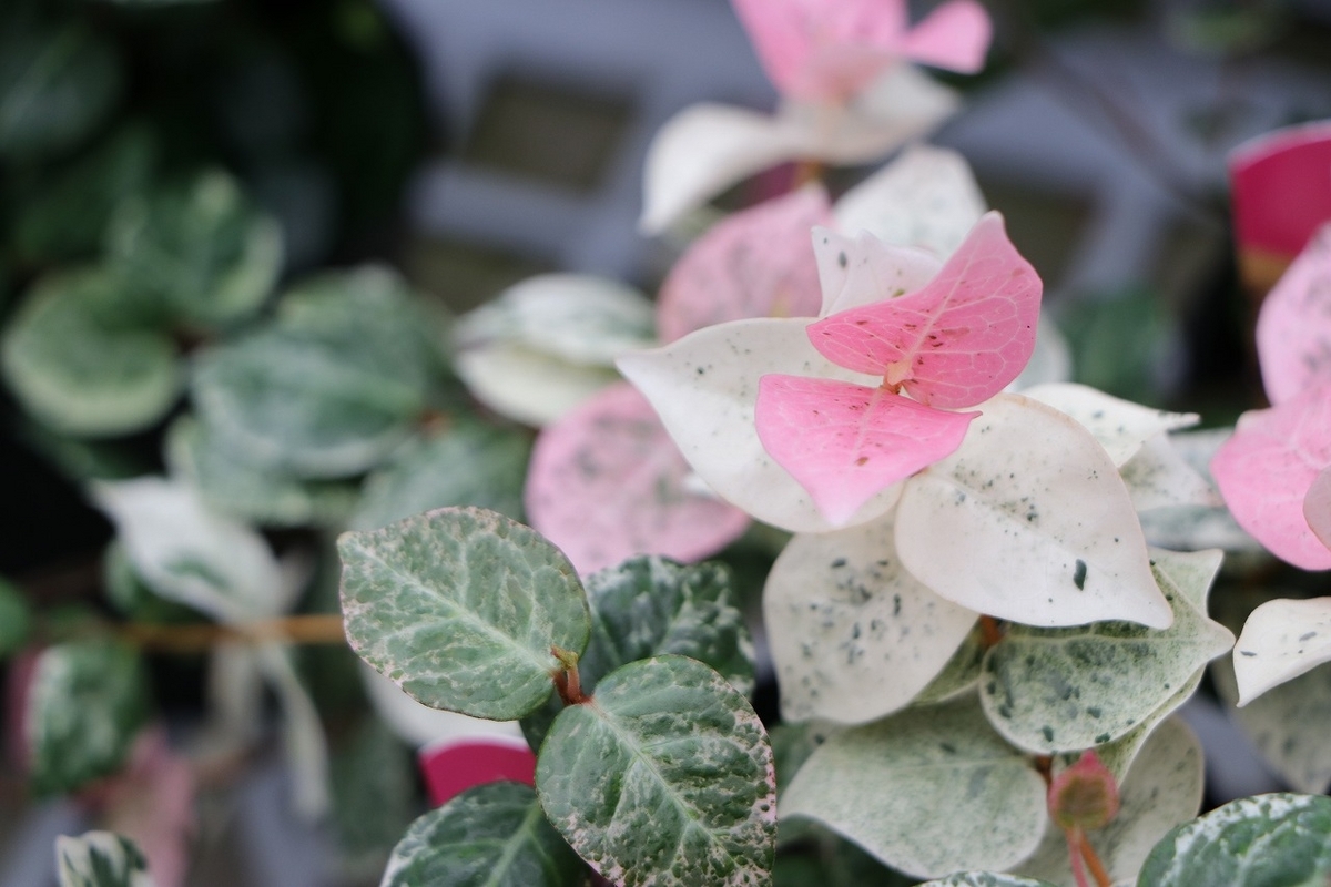 ハツユキカズラ 3号ポット苗 カラーリーフ ピンク 寄せ植え 花壇