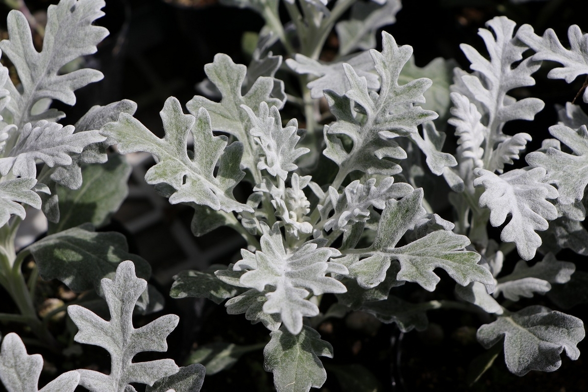 シロタエギク 3号ポット苗 寄せ植え 花壇 カラーリーフ