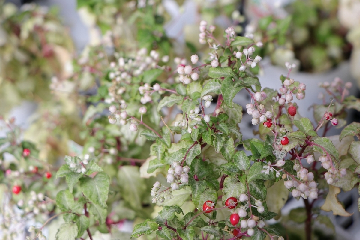 斑入り ジュズサンゴ 絣（かすり） 3.5号ロングポット苗 寄せ植え 花壇 カラーリーフ