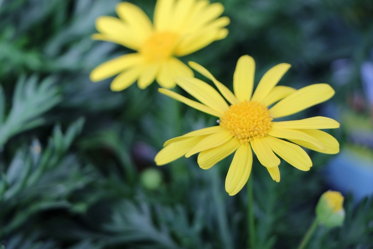 ユリオプスデージー ボビー 3号ポット苗 寄せ植え 花壇