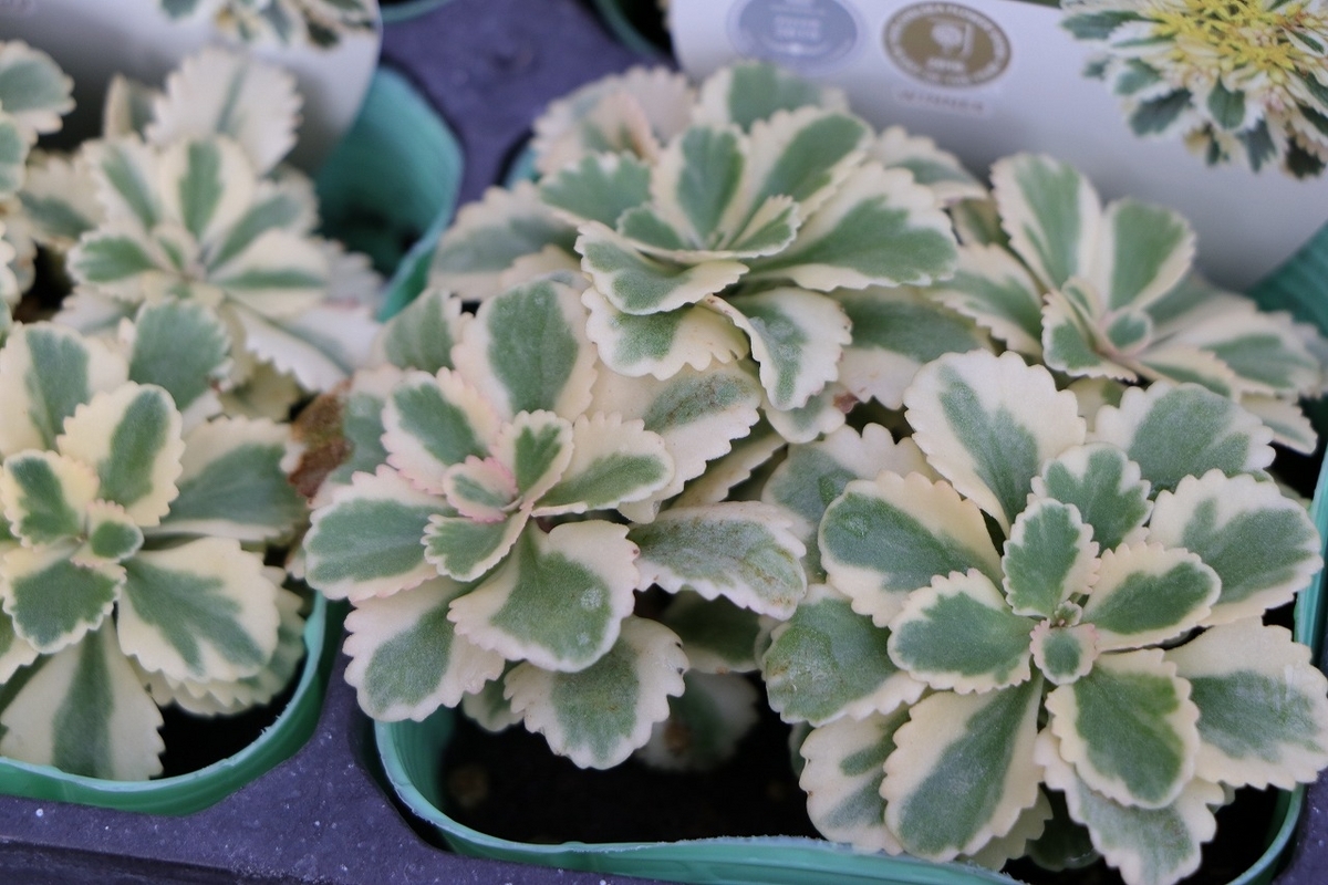 多肉植物 セダム アトランティス 2.5号ロングポット苗