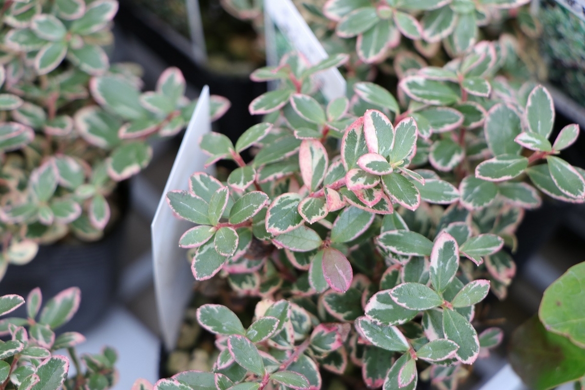 斑入り コケモモ 2.5号ポット苗 苔桃 寄せ植え 花壇 鉢植え お洒落 おしゃれ 可愛い かわいい 赤い実 果樹 果物 苗 初心者 希少 カラーリーフ