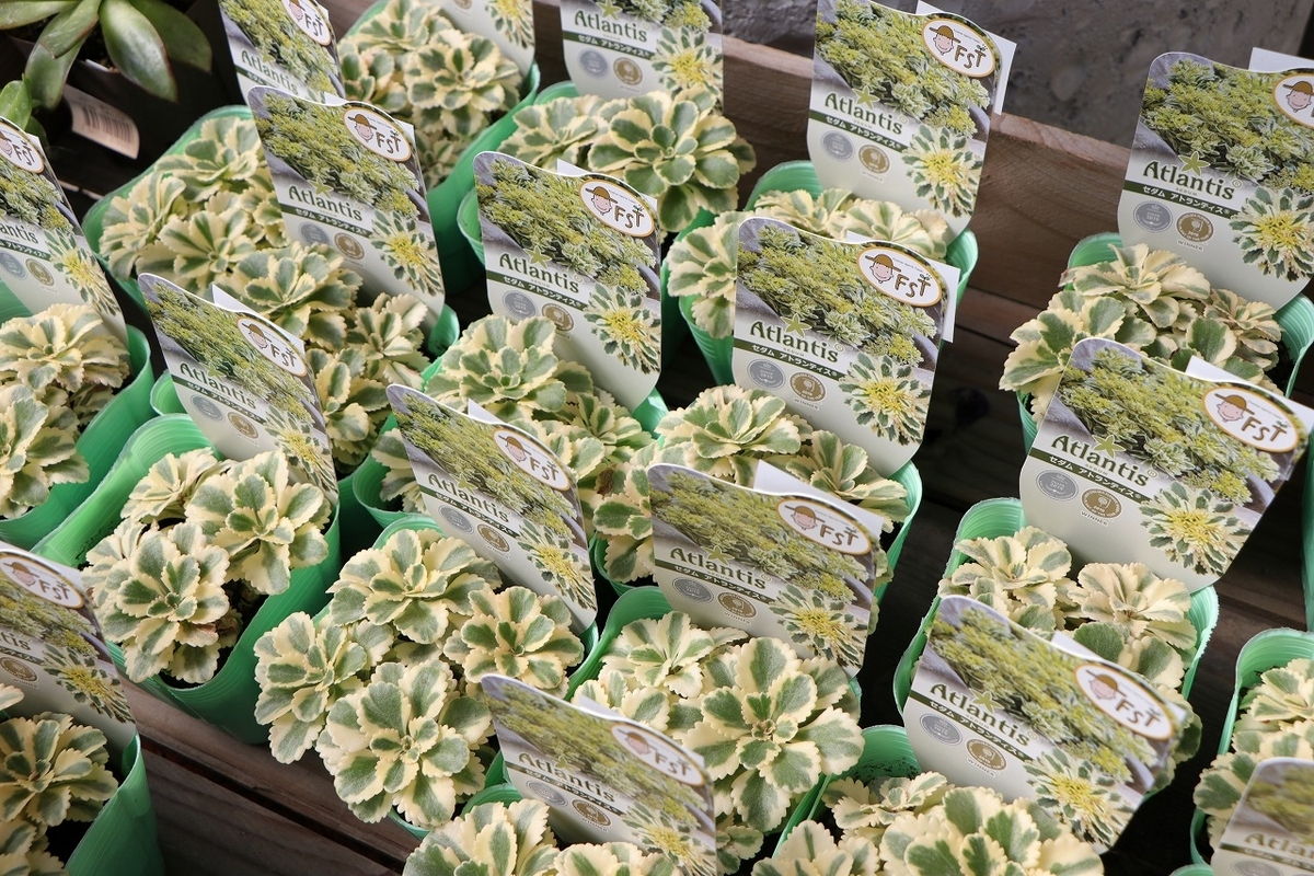 多肉植物 セダム アトランティス 2.5号ロングポット苗