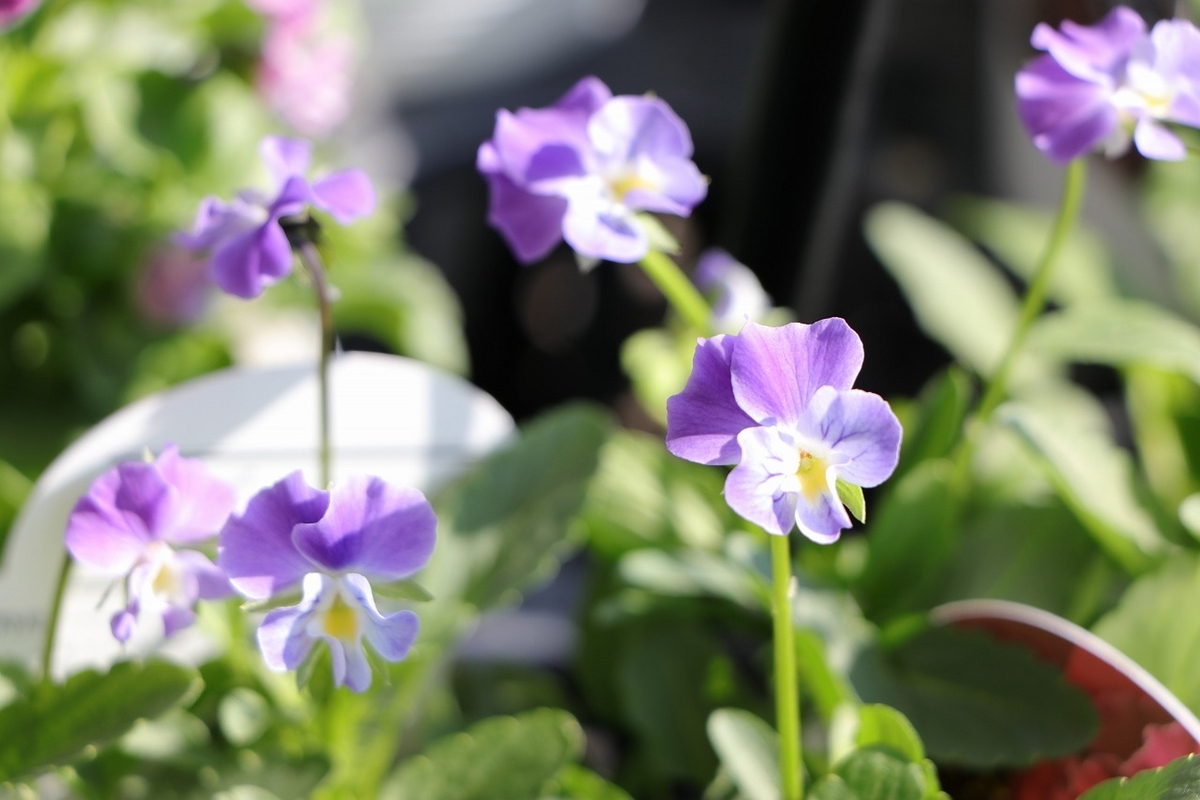 フリル咲き ビオラ ぞうさんビオラ ブルーミックス 3.5号ポット苗 寄せ植え 花壇 鉢植え お洒落 オシャレ 冬の花 花