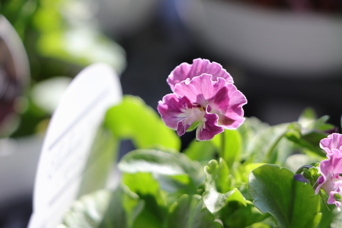 フリル咲き ビオラ ぞうさんビオラ ピンクミックス 3.5号ポット苗 寄せ植え 花壇 鉢植え お洒落 オシャレ 冬の花 花