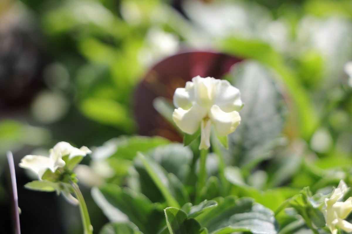 フリル咲き ビオラ ぞうさんビオラ イエローミックス 3.5号ポット苗 寄せ植え 花壇 鉢植え お洒落 オシャレ 冬の花 花