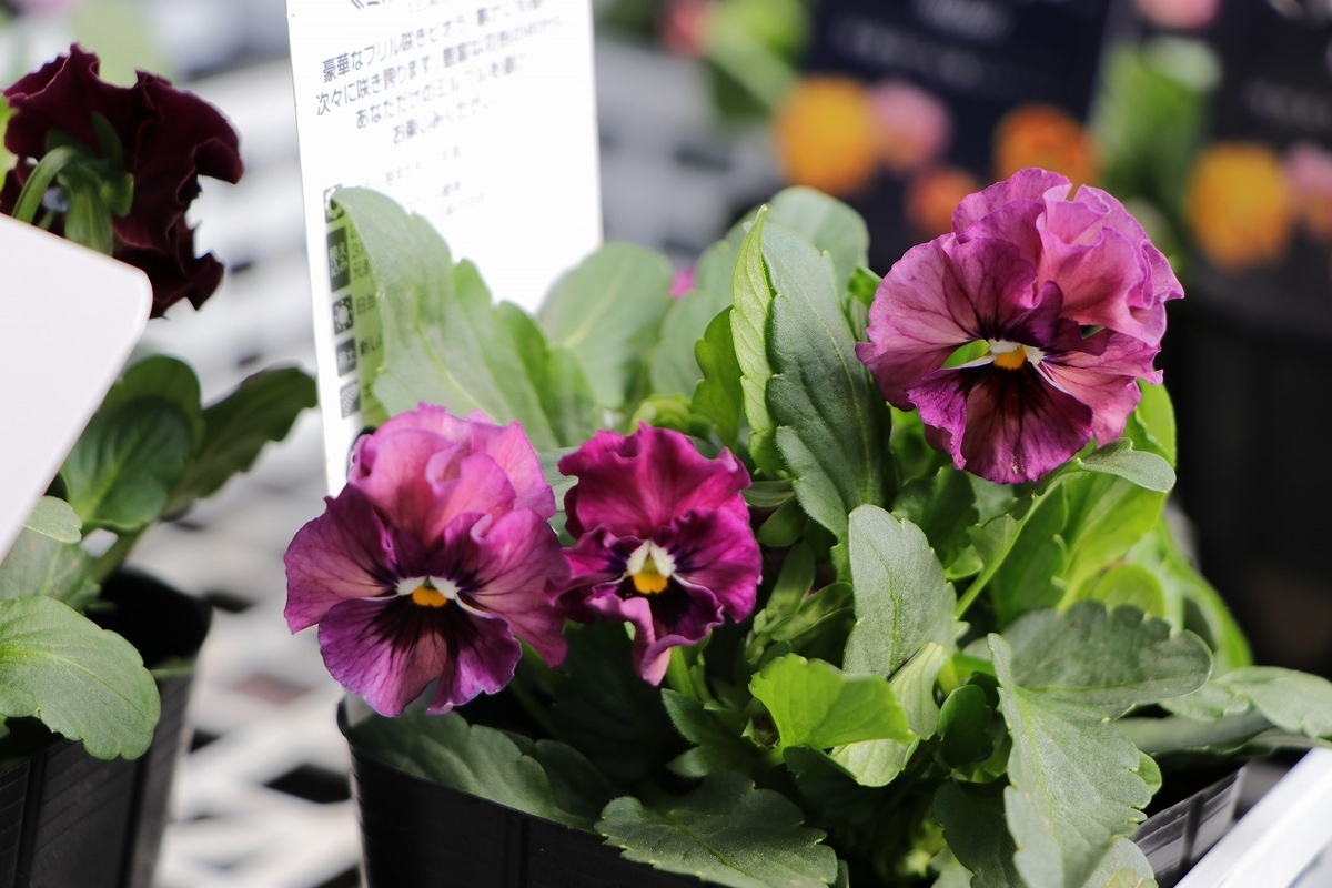 おすすめ植物〜10月21日！ ミルフルが入荷しました♪(*^_