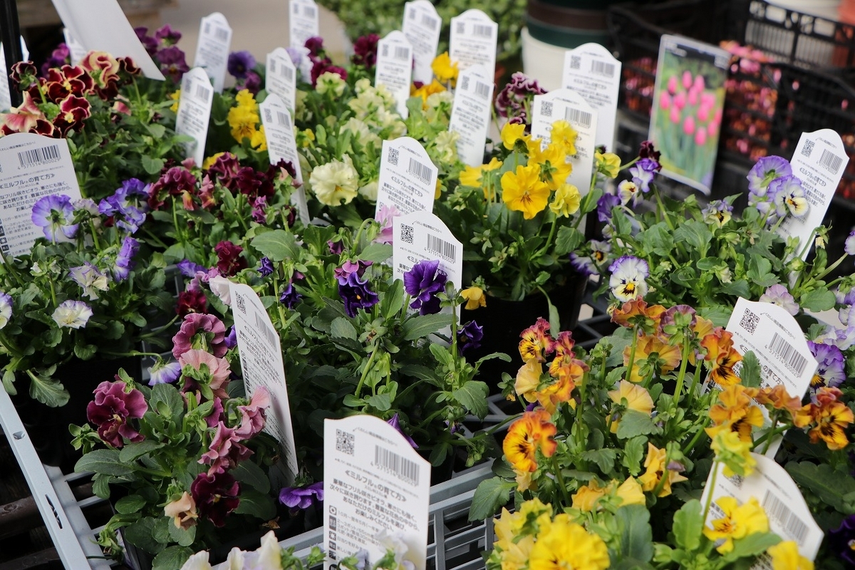 おすすめ植物〜10月21日！ ミルフルが入荷しました♪(*^_