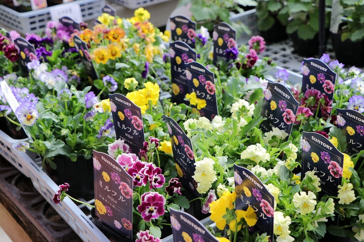 おすすめ植物〜10月21日！ ミルフルが入荷しました♪(*^_